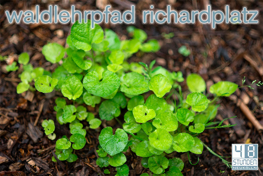 Waldlehrpfad Richardplatz
