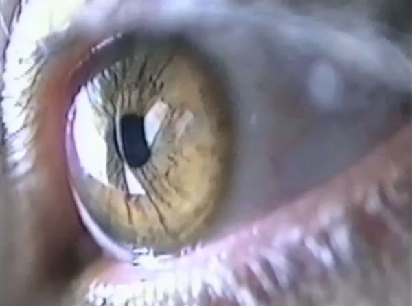 Elaine Tedesco videostill