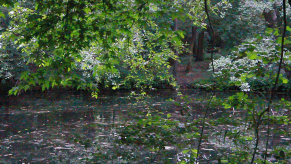 Elaine Tedesco videostill