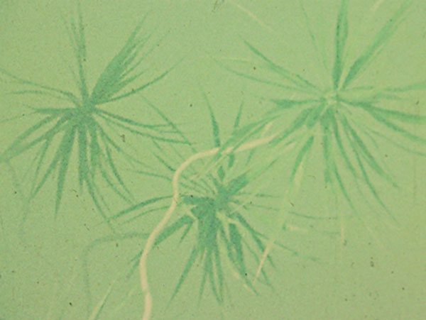 James Edmonds film still