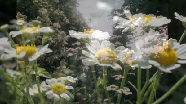 The Garden